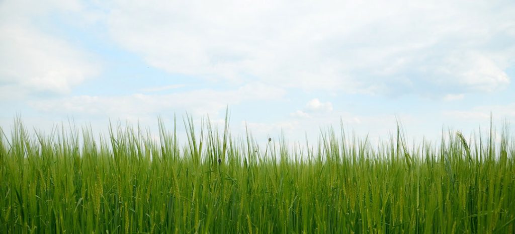 Bienfaits de l'herbe d'orge