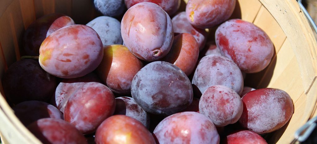 Comment conserver et cuire les prunes
