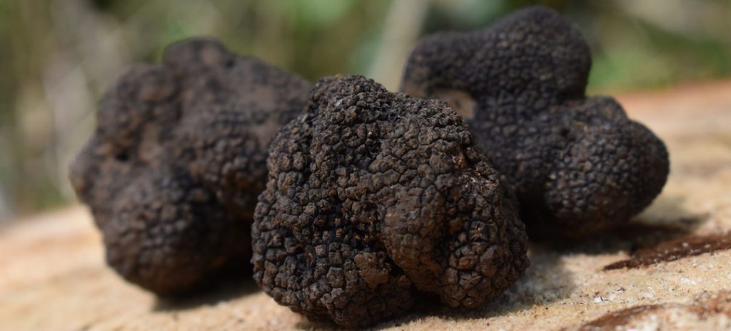 La truffe en cuisine